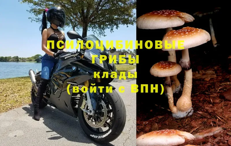 кракен сайт  Воронеж  Псилоцибиновые грибы Psilocybe  цены  