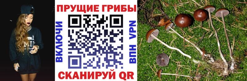 продажа наркотиков  Воронеж  Галлюциногенные грибы GOLDEN TEACHER 